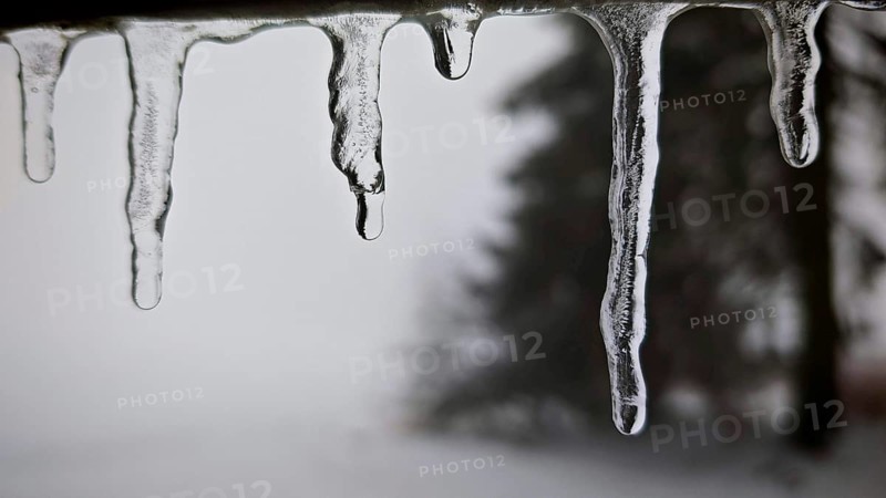 Close-up of icicles against snowy, blurred trees in the background, Rennsteig, Thuringian Forest nature park Park