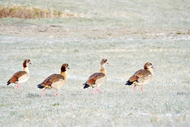 Nile geese in a field in winter, Germany