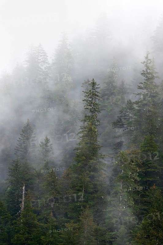 Dense forest on mountain slopes, mystical fog sweeping through the forest, Kenai Fjords National Park, Kenai Peninsula, Alaska, USA