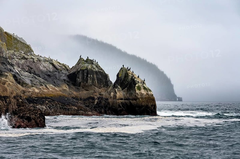 Rocky coast with birds, coastal landscape, Kenai Fjords National Park, Kenai Peninsula, Alaska, USA