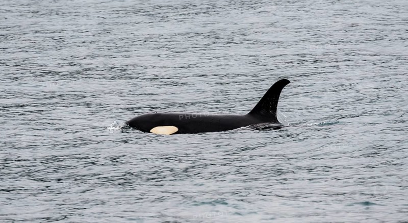 Killer whale (Orcinus orca), Orca, Resurrection Bay, Kenai Fjords National Park, Kenai Peninsula, Alaska, USA