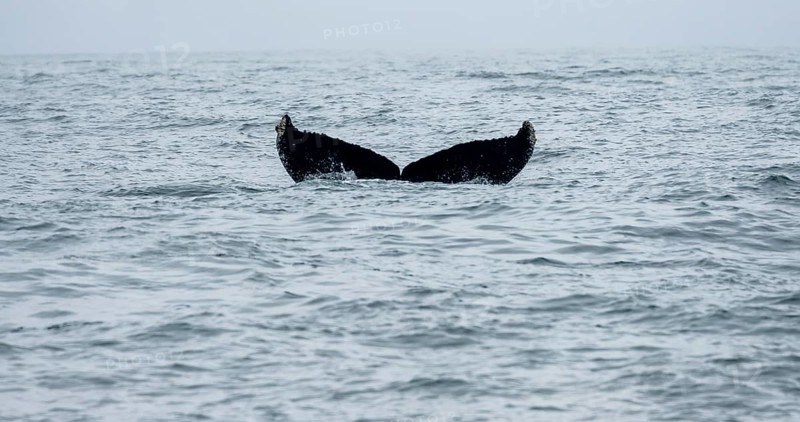 Killer whale (Orcinus orca), Orca dorsal fin diving, Resurrection Bay, Kenai Fjords National Park, Kenai Peninsula, Alaska, USA