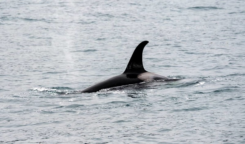 Killer whale (Orcinus orca), Orca dorsal fin in the sea, Resurrection Bay, Kenai Fjords National Park, Kenai Peninsula, Alaska, USA