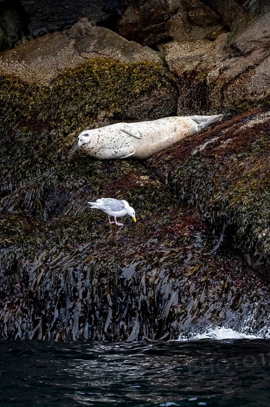 Harbour seal (Phoca vitulina) lying on rocks on the coast, Kenai Fjords National Park, Kenai Peninsula, Alaska, USA
