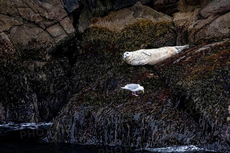 Harbour seal (Phoca vitulina) lying on rocks on the coast, Kenai Fjords National Park, Kenai Peninsula, Alaska, USA