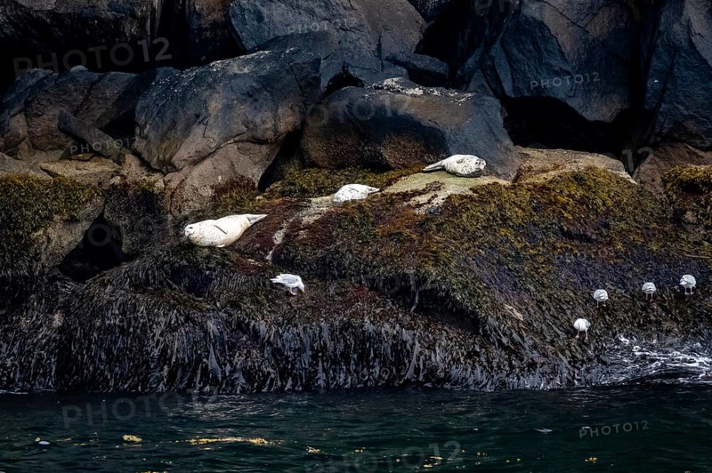 Harbour seals (Phoca vitulina) lying on rocks on the coast, Kenai Fjords National Park, Kenai Peninsula, Alaska, USA