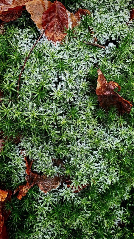 Green forest floor with moss (musco) and fallen leaves, autumnal atmosphere, Franconian Forest nature park Park