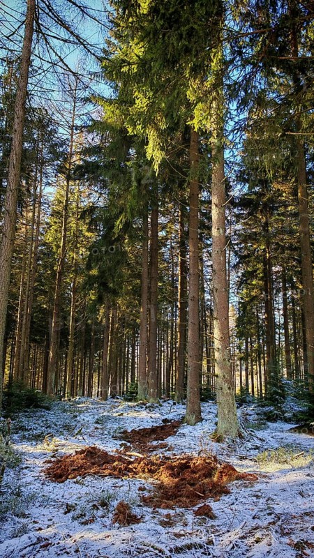 An open area in the forest with a mixture of snow and earth, forest floor churned up by wild boar (sus scrofa), Franconian Forest nature park Park