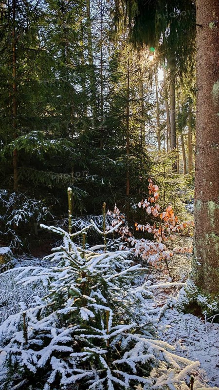 A forest with snow-covered trees and sunlight penetrating through the leaves, Frankenwald nature park Park