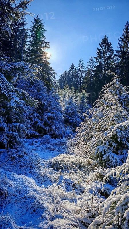 Snowy forest landscape with sunlight shining through the branches, Frankenwald nature park Park