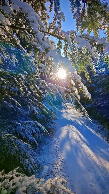 A snowy path illuminated by sunlight, surrounded by fir trees, Franconian Forest nature park Park