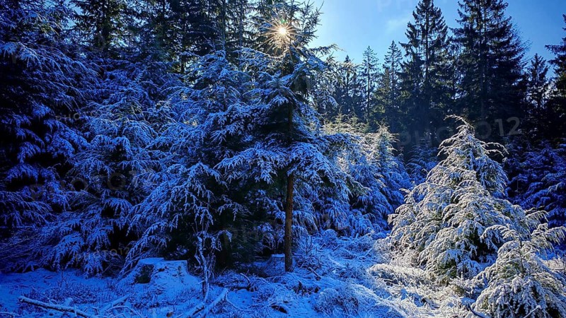 Snow-covered fir trees in the forest that are penetrated by sunlight, Frankenwald nature park Park