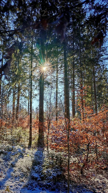 Quiet snowy forest with sunbeams through trees (picea), Franconian Forest nature park Park