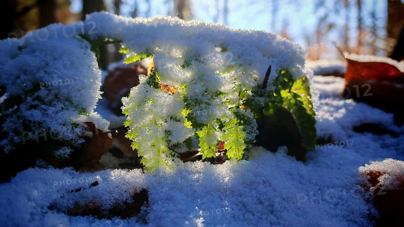 Green leaf under a layer of snow with brilliant light from above, Franconian Forest nature park Park