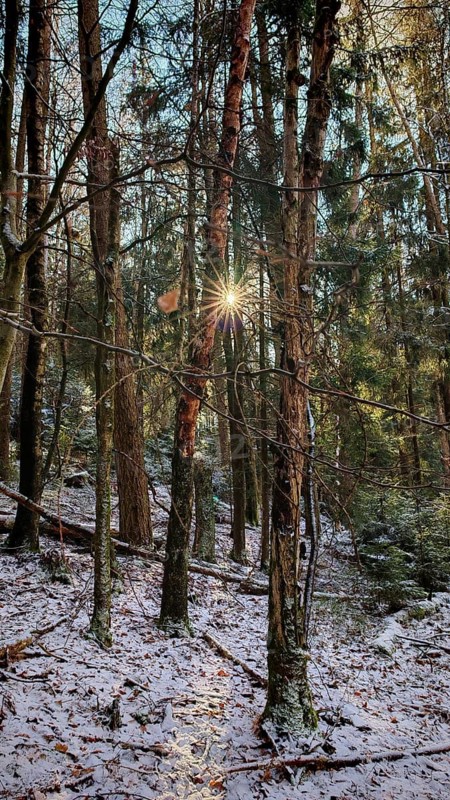 Sunlight breaks through snow-covered trees in a dense forest, Frankenwald nature park Park
