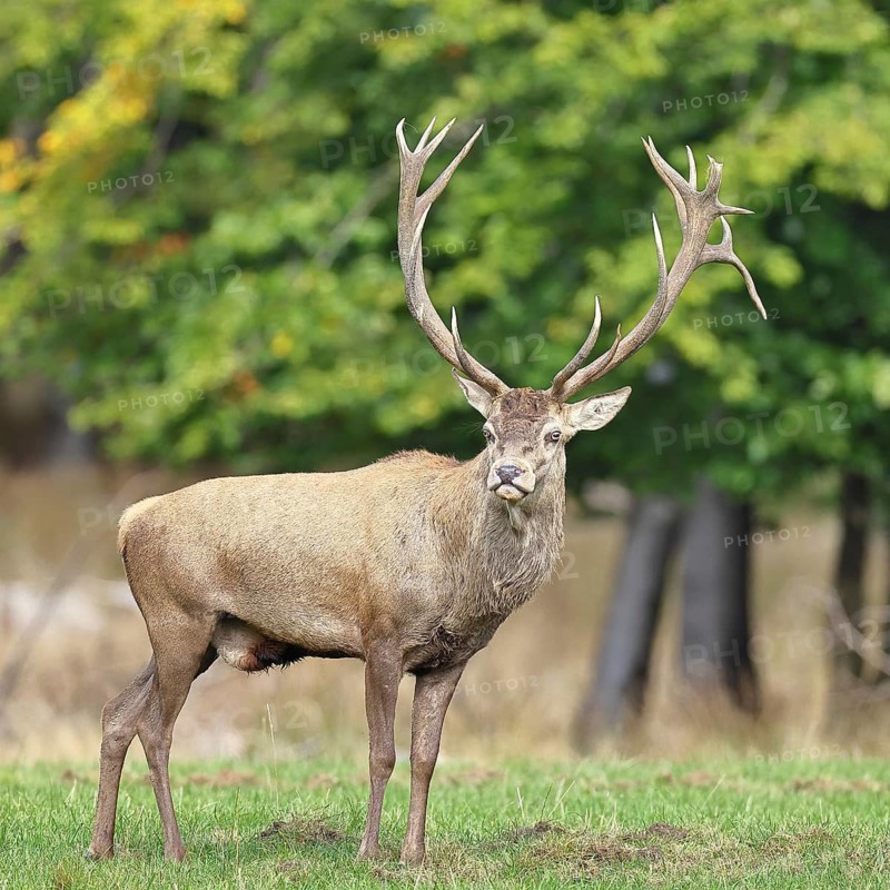 Red deer (Cervus elaphus) during the rutting season, capital stag in a forest clearing, wildlife, autumn, Sauerland, North Rhine-Westphalia, Germany