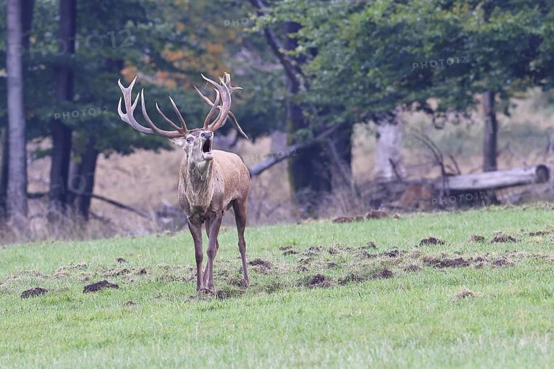 Red deer (Cervus elaphus) during the rutting season, a large stag roaring in a forest clearing, wildlife, autumn, Sauerland, North Rhine-Westphalia, Germany