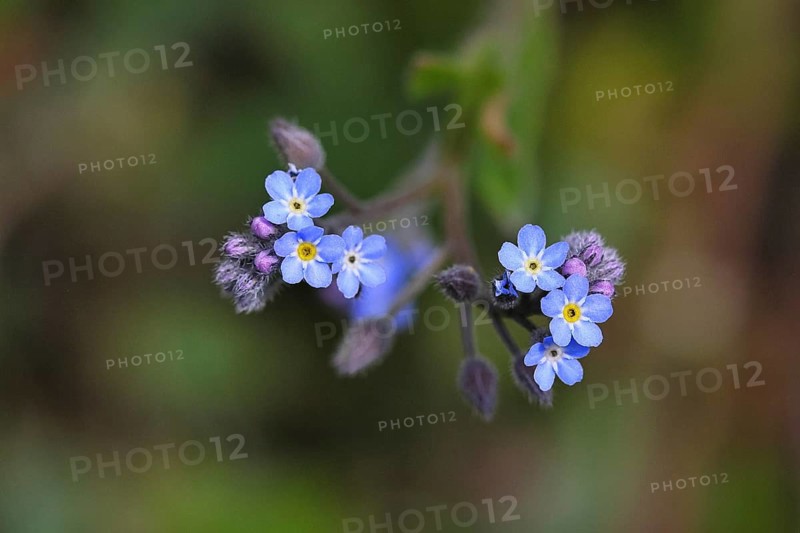 Field forget-me-not, field forget-me-not (Myosotis arvensis), tiny flowers, on a wild field, Wilnsdorf, North Rhine-Westphalia, Germany