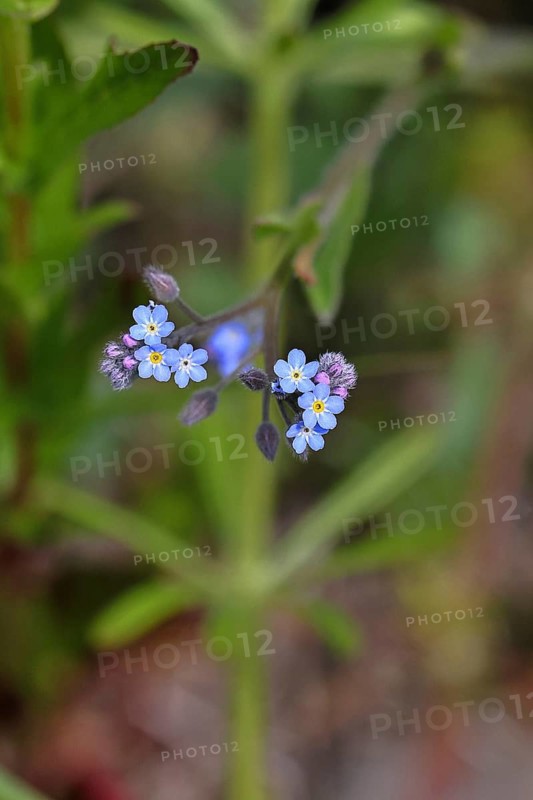 Field forget-me-not, field forget-me-not (Myosotis arvensis), tiny flowers, on a wild field, Wilnsdorf, North Rhine-Westphalia, Germany