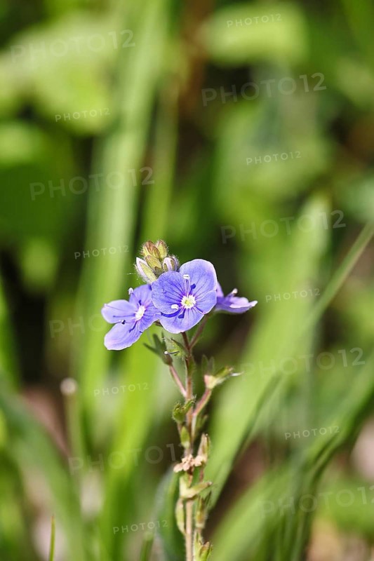 Gamander speedwell (Veronica chamaedrys), men's fritillary, flowers in a deciduous forest, blue blossom, spring, Wilnsdorf, North Rhine-Westphalia, Germany