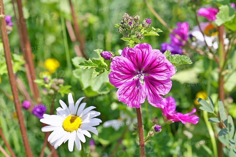 Common mallow (Malva sylvestris), flower in a meadow, medicinal plant, aromatic plant, medicinal use, Wilnsdorf, North Rhine-Westphalia, Germany