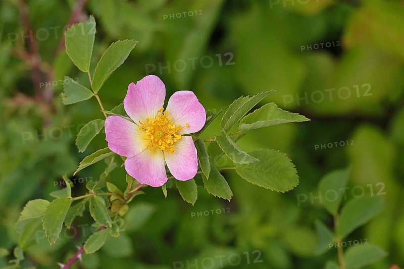 Dog rose (Rosa canina), dog rose, flower, North Rhine-Westphalia, Germany