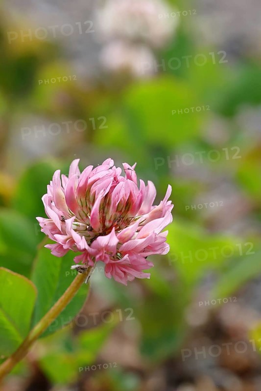 Pink clover (Trifolium repens), flower, Wilnsdorf, North Rhine-Westphalia, Germany