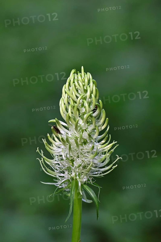 Spiked rampion (Phyteuma spicatum), greenish-white flowers in a forest clearing, Wilnsdorf, North Rhine-Westphalia, Germany