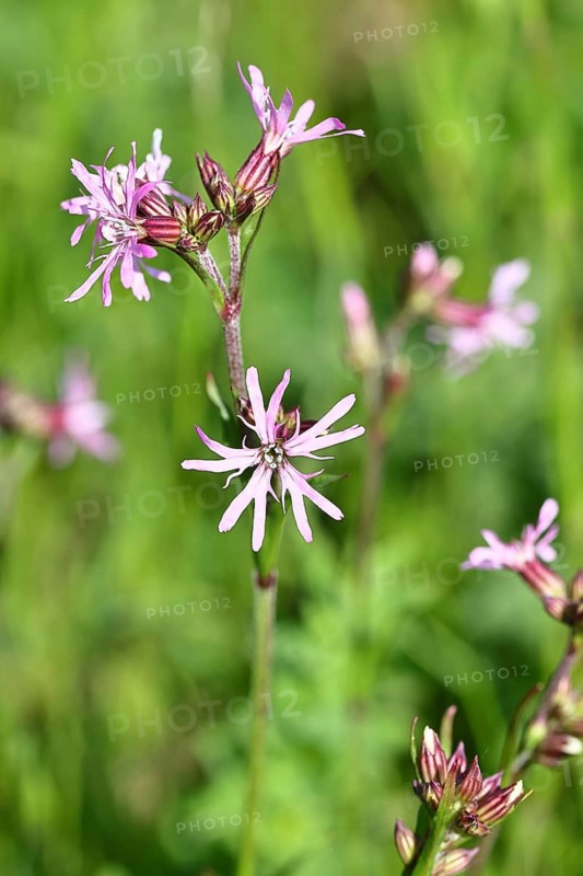 Cuckoo flower (Silene flos-cuculi), flower on a marshy meadow, Wilnsdorf, North Rhine-Westphalia, Germany