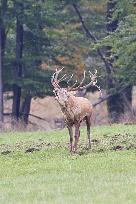 Red deer (Cervus elaphus) during the rutting season, a large stag roaring in a forest clearing, wildlife, autumn, Sauerland, North Rhine-Westphalia, Germany