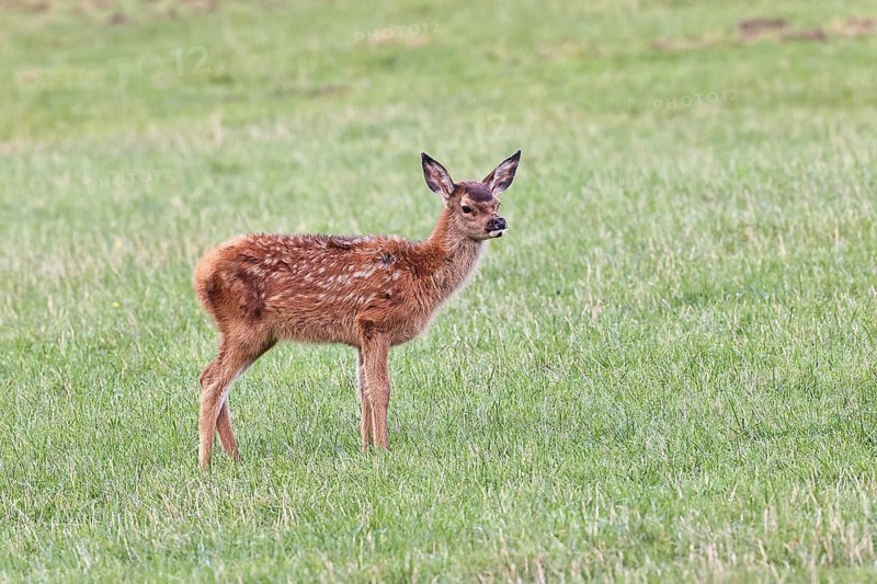 Red deer (Cervus elaphus) young calf in a forest clearing, wildlife, Sauerland, North Rhine-Westphalia, Germany