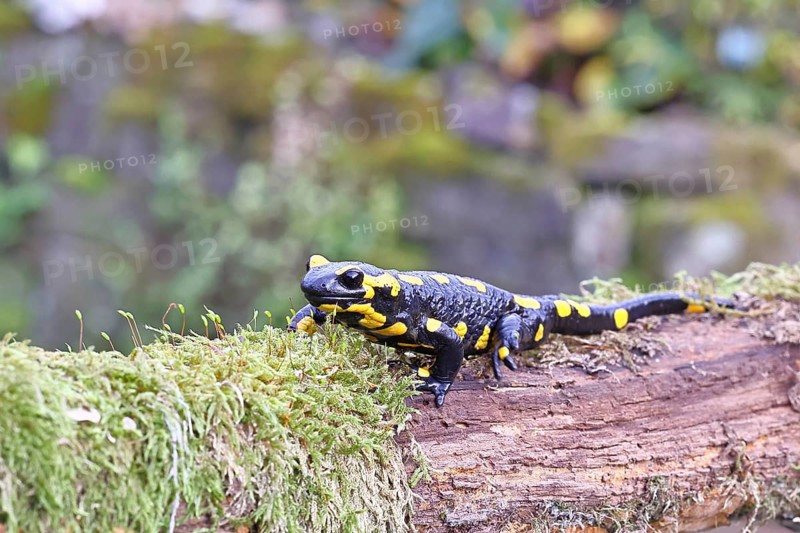 Fire salamander (Salamandra salamandra), running over mossy forest floor, wildlife, looking into the camera, close-up, Wilnsdorf, North Rhine-Westphalia, Germany