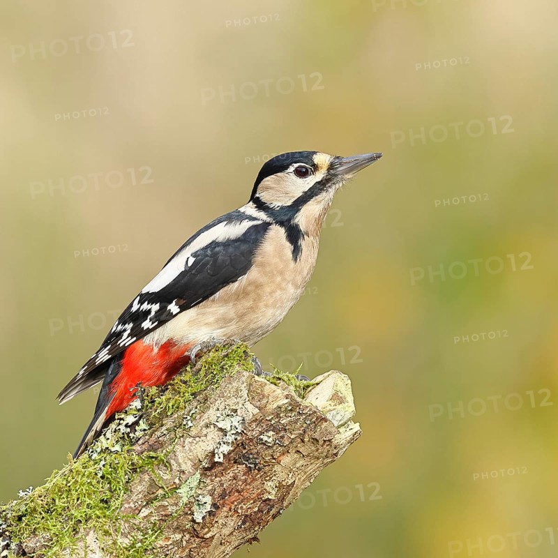 Great spotted woodpecker (Dendrocopos major), female, foraging on a tree stump overgrown with moss and lichen in the forest, Wilnsdorf, North Rhine-Westphalia, Germany