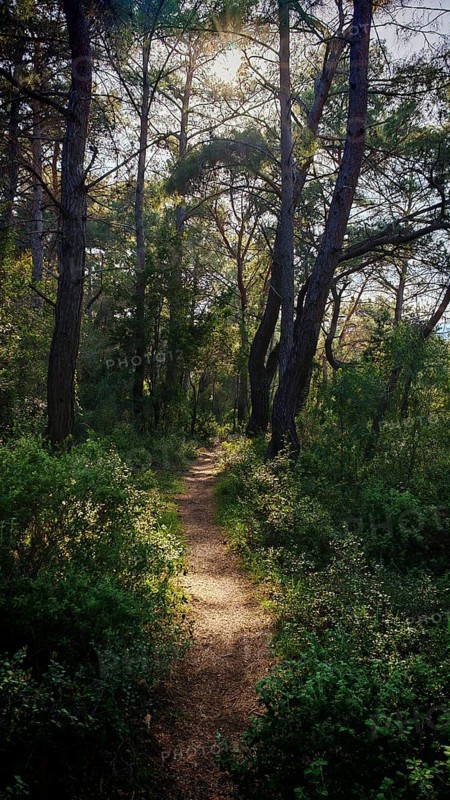 A sunlit trail leads through a green, dense forest, Lycia, Turkey