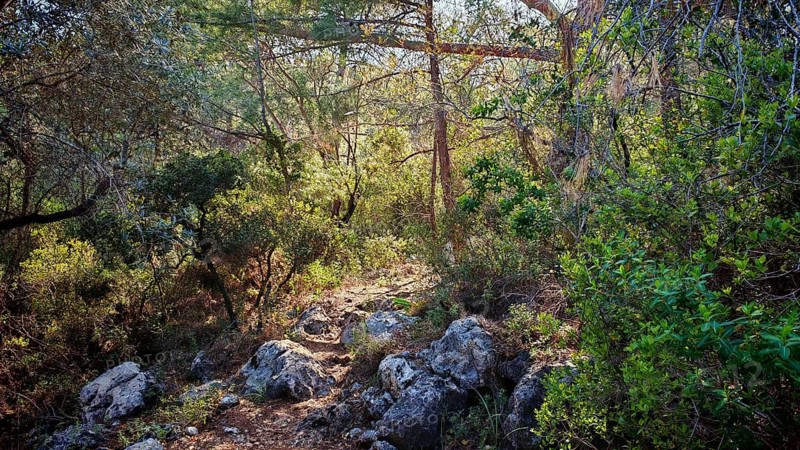 A narrow path snakes through a thick, green forest, Lycia, Turkey
