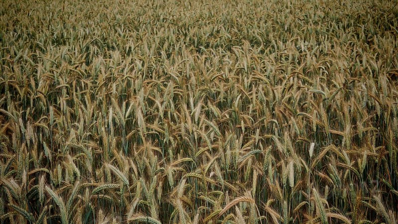 Densely overgrown field with grain (triticale) covering the entire image area, Franconian Forest nature park Park