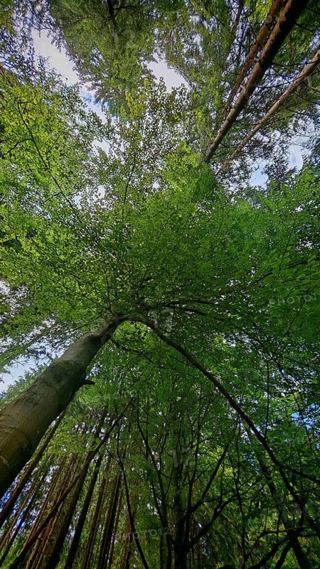 Looking up at the imposing trees of a dense forest, Fichtelgebirge