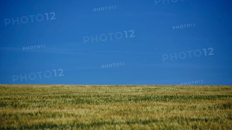 Extensive green field under a clear, calm blue summer sky, Rennsteig, Thuringian Forest nature park Park