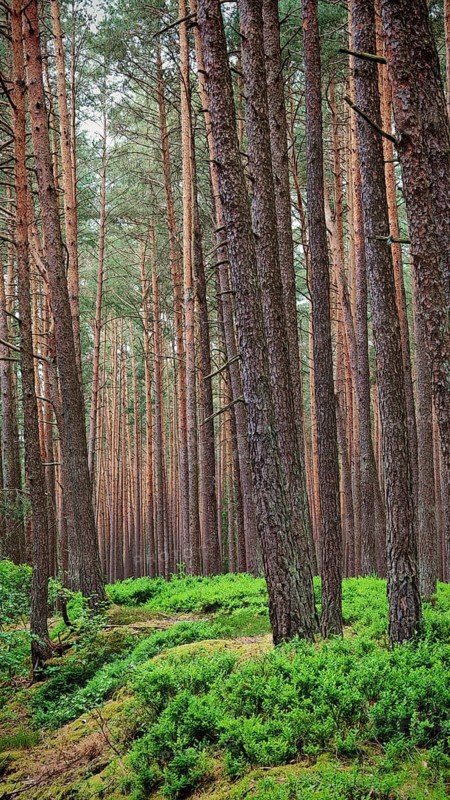Tall pines (pinus) crown a dense, green forest path, green belt, Franconian Forest nature park Park