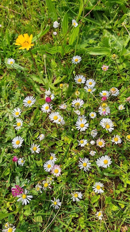 Colourful daisies (bellis perennis) scattered on a green meadow in sunny weather, Franconian Forest nature park Park