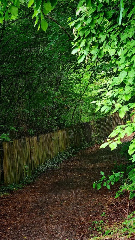 A quiet forest trail lined with thick bushes and trees, Franconian Forest nature park Park