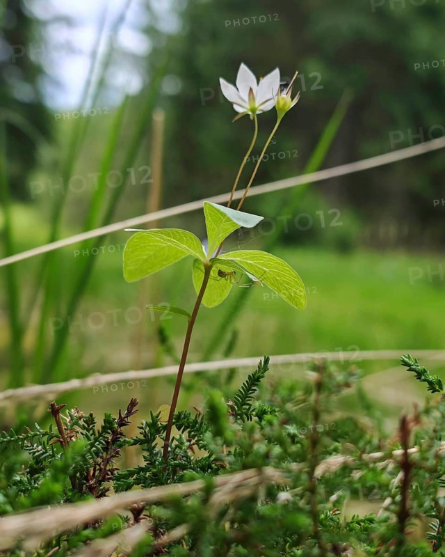 A delicate white flower of the forest lily (trillium) on a green meadow in a natural setting, Thuringian Forest nature park Park