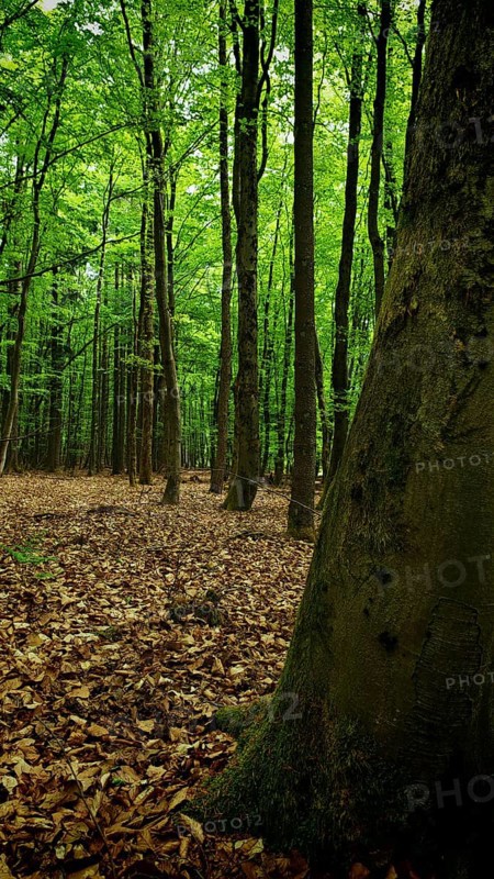 A quiet forest with soil covered by dry leaves, Franconian Forest nature park Park