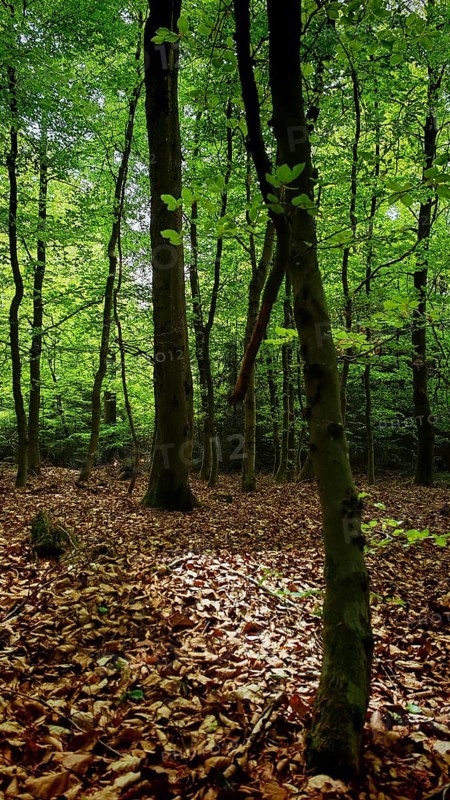 Rays of light fall through the trees onto the forest floor, Franconian Forest nature park Park
