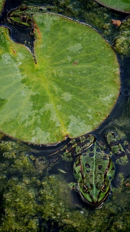 Two frogs (pelophylax esculentus) resting on water lily pads (nymphaea) in murky water, franken