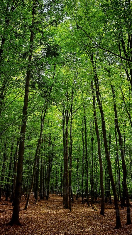 Path through a green forest with a dense canopy of leaves, Franconian Forest nature park Park