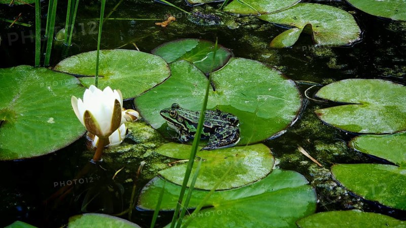 A frog (Pelophylax esculentus) sits on a water lily leaf (nymphaea) in a pond next to a flower, Franken