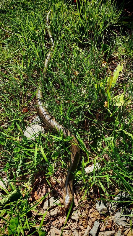 A slow worm (anguis fragilis) winds its way through tall grass in the sunlight, Franconian Forest nature park Park