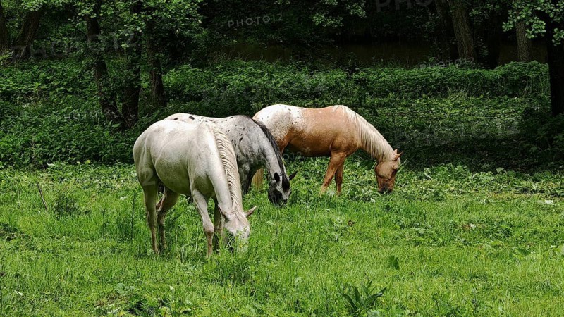 Two horses (equus caballos) grazing peacefully on a green meadow, Eger Valley, Czech Republic