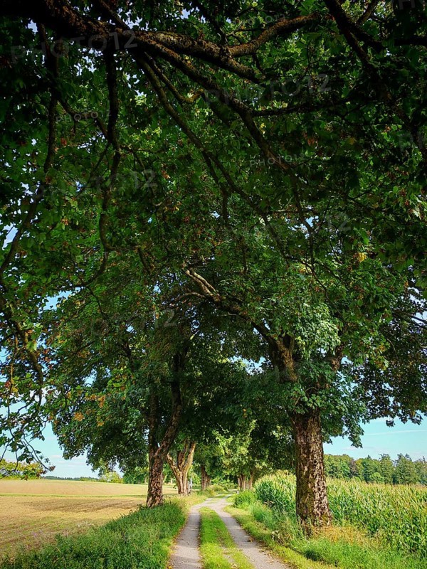 Rural trail lined with trees with thick, overhanging branches under a blue sky, Upper Franconia